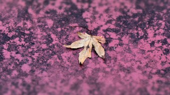 Fallen