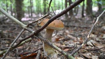 Not only humans like mushrooms - Memories of autumn