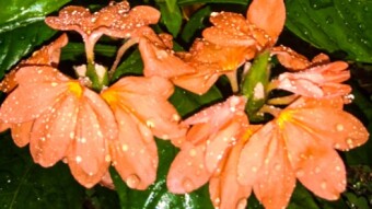 Orange Flower Photography: Rain versus Sun