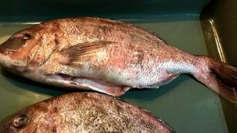 Foodbook #471 Sea bream