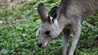 Macropus rufogriseus