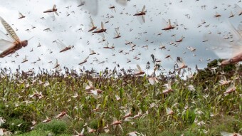 Millions in Africa face possible imminent starvation amidst COVID-19