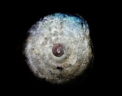 Gastropod Of Madness!