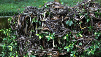 The Deadly Snake Island!