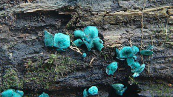 Mushrooms occurring in Europe - Chlorociboria aeruginascens