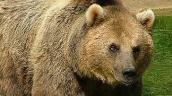 The Bitcoin Bears are Back in Town?