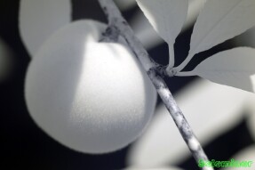 Ultraviolet and Infrared Photography - Peach tree