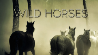 Wild Horses