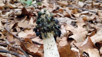 Common Stinkhorn - for some creatures like Chanel perfumes