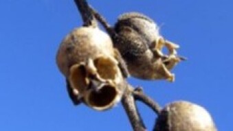 Ghoul & Garden: Goth Gardens