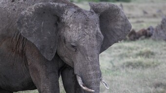 Exploring Ol Pajeta Conservancy, Kenya (Part 2)