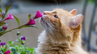 The Top Nine Scents That Repel Cats