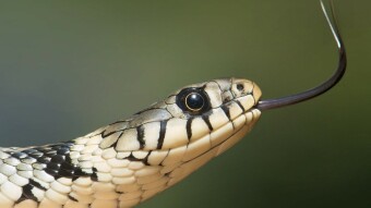 A Truly Dangerous Tanka