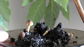 Balcony crops and mysterious mushrooms in an exotic plant from the Andaman Islands