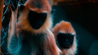 Creatures of Habit