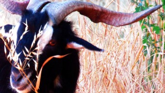 The 4 stomachs of the goats
