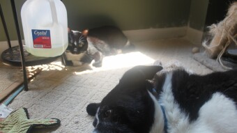 Luci waiting for the sunny spot by the window