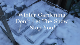 Growing Food Throughout Winter AND All Year Long!