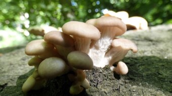 No worries - all oyster mushrooms are edible. Be it Indian oyster or Pleurotus cornucopiae