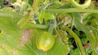 Our Vegetable Plots #34