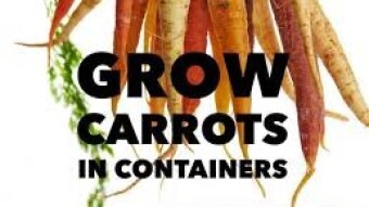 Growing Carrots in Containers like a pro