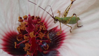 Green Insect with Pollen on White and Red Flower