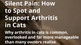 Silent Pain: How to Spot and Support Arthritis in Cats