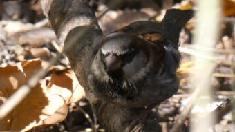 Beautiful weather for a meeting with winged friends - memories
