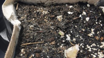Tetra Pak Challenge - Update #8- Strain - Blue -  Week 2
