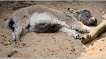 Es la misma burra pero revolcada / It's the same donkey but wallowed