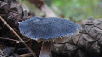 Mushrooms occurring in Europe - Entoloma nitidum