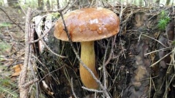 Bay bolete - large, healthy and record-breaking