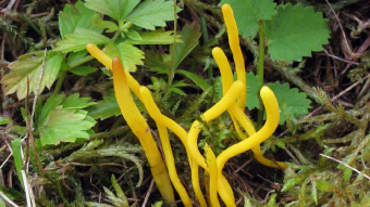 Mushrooms occurring in Europe - Clavulinopsis helvola