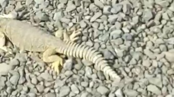 Hi steemains today i upload a dangerous exclusive animal video which i also don't know name of this animal