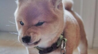 DOGE! Why it is just a joke and nothing more.