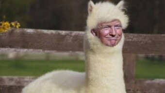Who will be the Donald Trump of Upland?