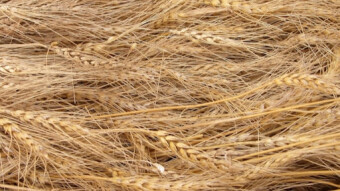 Season's End: How to Know When to Harvest