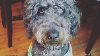 Anyone want cute dog pics? Because I have a ton.