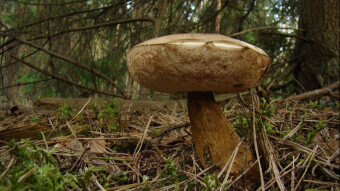 Bitter Bolete - A fungus that will spoil any dish - (Tylopilus felleus)
