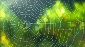 Us Poor Folk had Spider Webs and Rags.
