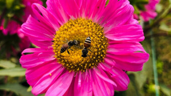 Conspiracy Theory: It Ends with AI Killing the Bees!