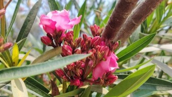 Two different Flower photography