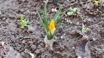 Blooming