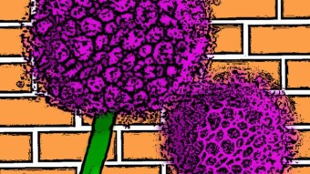 An Allium Couple