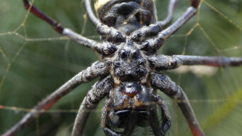 Big Spider - resident on our property, Zanzibar Paje