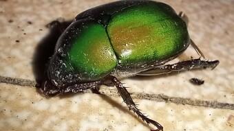 Insect Photography.