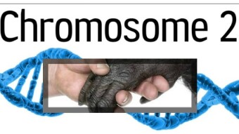 (IJCH) The Human Chromosome #2 Controversy (or How creating colored paint made me go, "Hmmm...?")