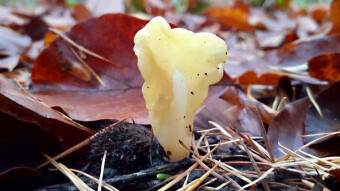 Edible mushrooms of the world - Fairy fan (Spathularia flavida)