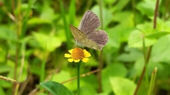 Flower photography.