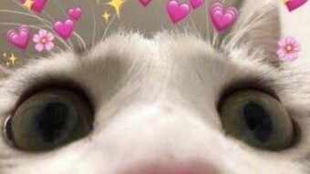 Hai